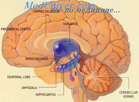 гипоталамическая нейросекреция