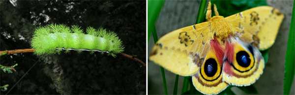 Сатурния ио