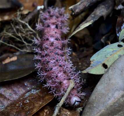 Гусеница Dirphia