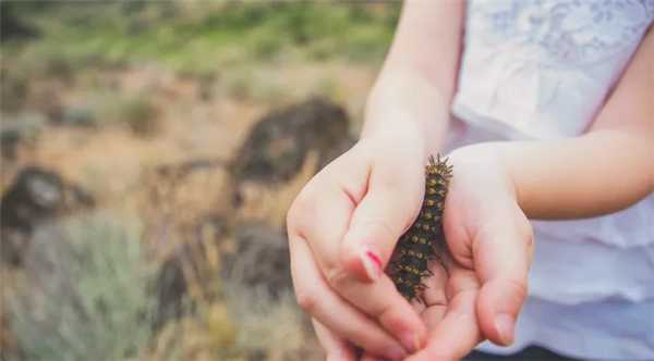 ядовитая гусеница