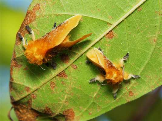 Самка и самец фланелевой моли
