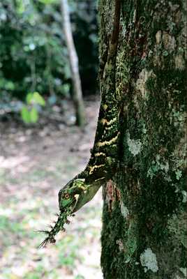 Ящерица ест гусеницу