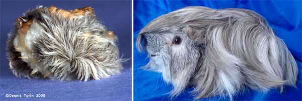 Гусеница-кот и морская свинка