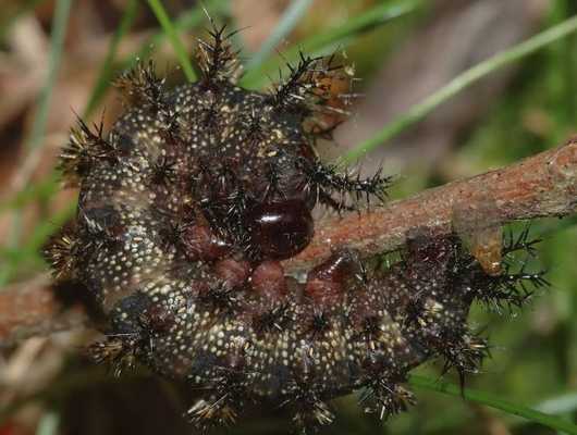 черно белая