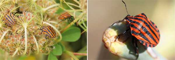 Щитники линейчатые