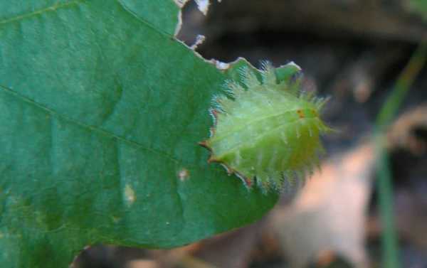 венценосная