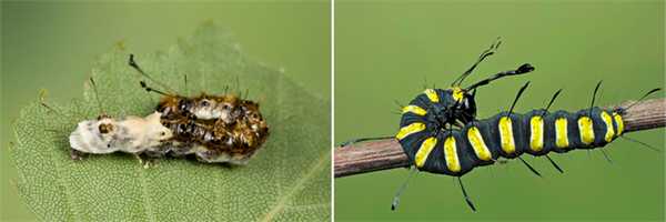 Ольховая стрельчатка