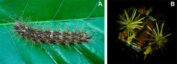 Гусеница гигантского шелкопряда 