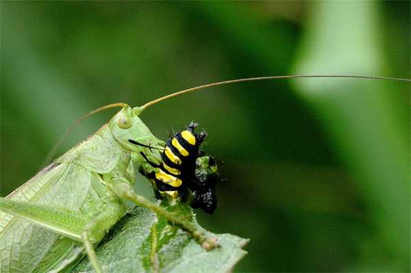 Кузнечик ест гусеницу