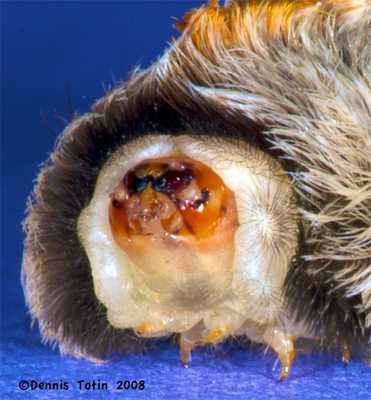 Гусеница-кот, передняя часть