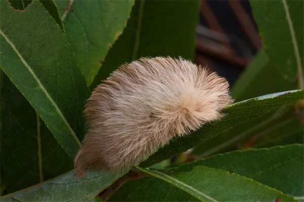 Самец фланелевой моли