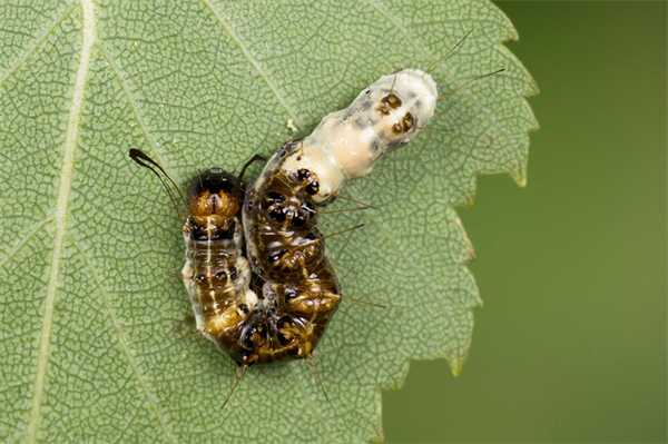 Гусеница ольховой стрельчатки раннего возраста