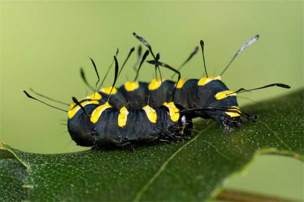 Яркая гусеница ольховой стрельчатки