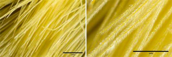 Мех гусеницы-кота