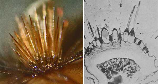 Бородавка гусеницы-кота