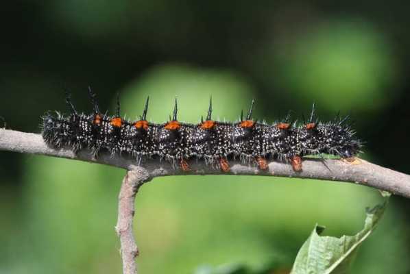 колючего вяза