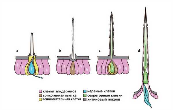 Щетинки и шипы