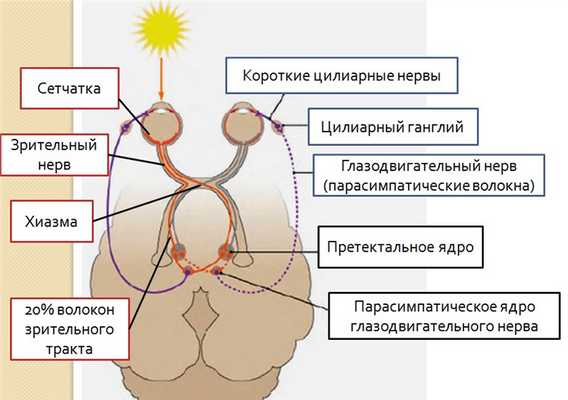 Рисунок 2. Схема зрачкового рефлекса