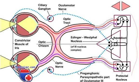 реакция зрачка на свет - зрачковый рефлекс