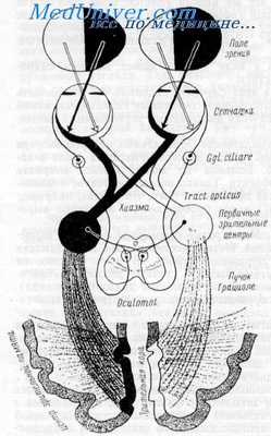 реакция зрачка на свет - зрачковый рефлекс
