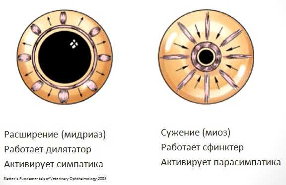 Рисунок 1. Сужение и расширение зрачка