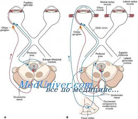 возбудимость зрачка