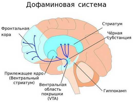 Пути движения дофамина в головном мозге