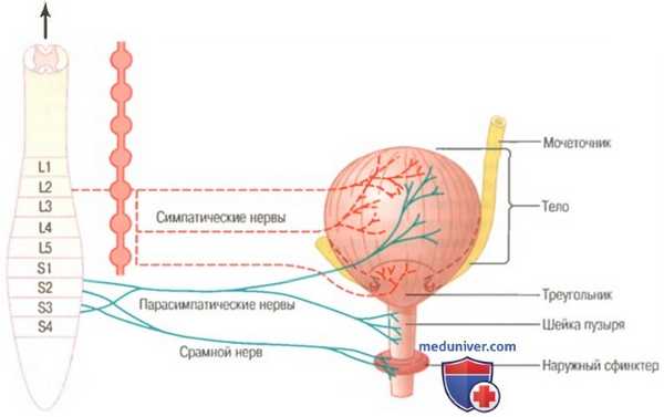 физиология почек