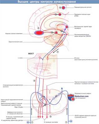 Высшие центры контроля мочеиспускания