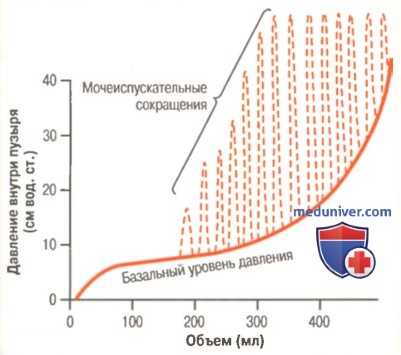 Движение мочи из почки. Наполнение мочевого пузыря и его тонус