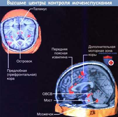 Высшие центры контроля мочеиспускания