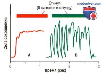 Динамические и статические рефлексы на растяжение. Демпфирующий механизм сокращения