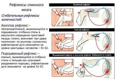 Рефлексы спинного мозга