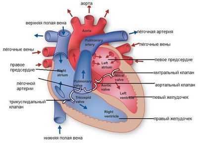 Схема работы сердца человека