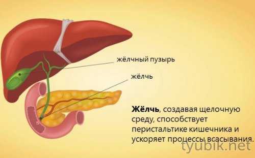Как вырабатывается желчь