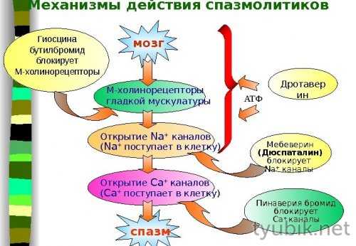 Механизм действия спазмолитиков