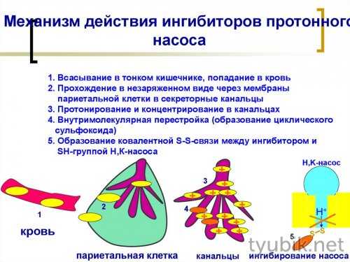 Ингибиторы протонного насоса