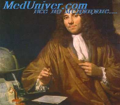 левенгук и сперматозоиды