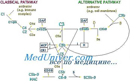 регуляция комплемента