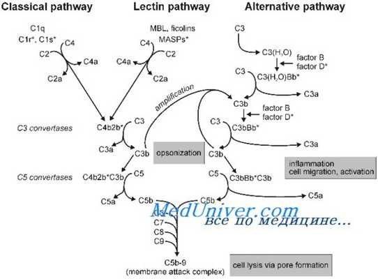 классический путь активации комплемента