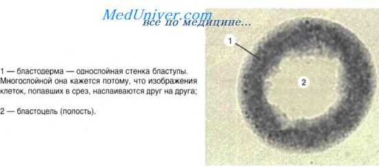 дифференцировка клеток