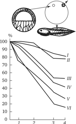 Зависимость успеха пересадки ядер из дифференцированной клетки в яйцеклетку от возраста донора (I — VI) ядра