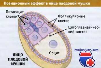 Позиционная информация в клетке