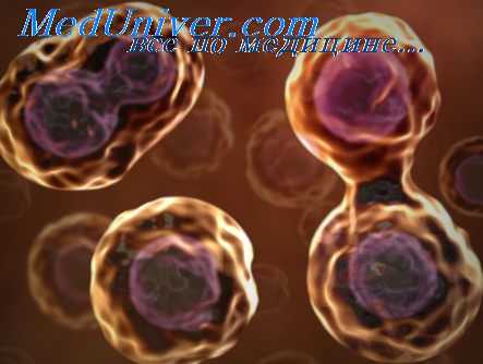 регуляция деления клеток