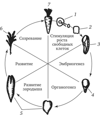 Опыт, показывающий сохранение функциональных свойств наследственного материала в соматической дифференцированной клетке моркови