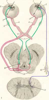 Рис. 1. Схема реакции зрачков на свет. Величина зрачка и его реакция на свет определяется согласованным функционированием симпатического цилиоспинального центра ( 11), иннервирующего дилататор зрачка (2) , и парасимпатических дорсальных ядер Якубовича — Эдингера — Вестфаля ( 9 ), иннервирующих сфинктер зрачка ( 1).Сужение зрачка в ответ на световое раздражение осуществляется при попадании света на сетчатку (3) , зрительные сигналы передаются по зрительному нерву ( 4 ), зрительным перекресту (5) и тракту (7 ) в переднее двухолмие (8) , где завершается эфферентная часть дуги зрачкового рефлекса. Отсюда через ядра Якубовича — Эдингера— Вестфаля ( 9), реснитчатый узел ( 6) импульс доходит до сфинктера зрачка (1) . Расширение зрачка осуществляется цилиоспинальным центром (11), посылающим импульсы к дилататору зрачка ( 2) через верхний шейный симпатический ганглий (10).