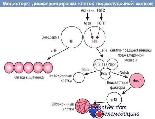 Развитие желудочно-кишечного тракта и его аномалии - эмбриогенез ЖКТ на видео