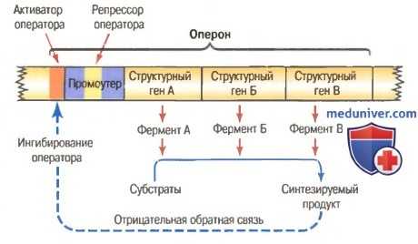Роль оперона в генетической регуляции синтеза небелковых продуктов клеток