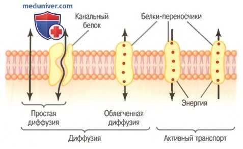 Транпортные белки клеточной мембраны. Диффузия через клеточную мембрану