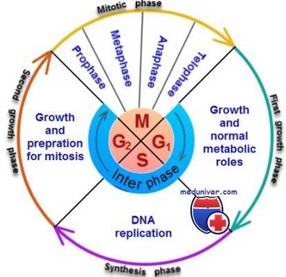 Фазы митоза клетки